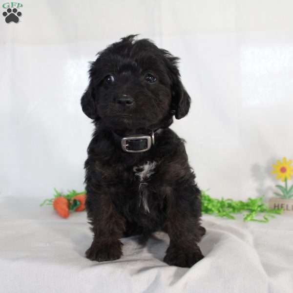 Zahari, Yorkie Poo Puppy